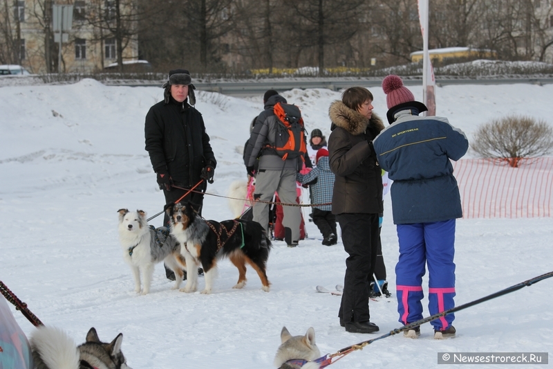 Праздник ездового спорта в Сестрорецке