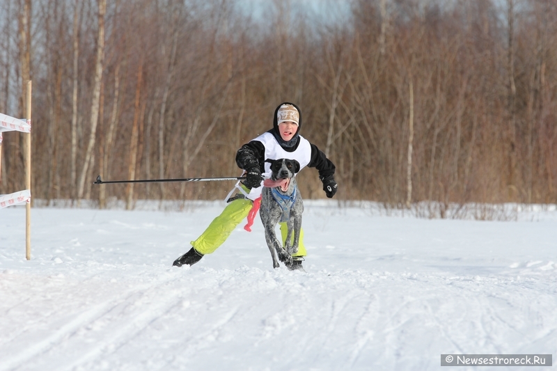 Праздник ездового спорта в Сестрорецке