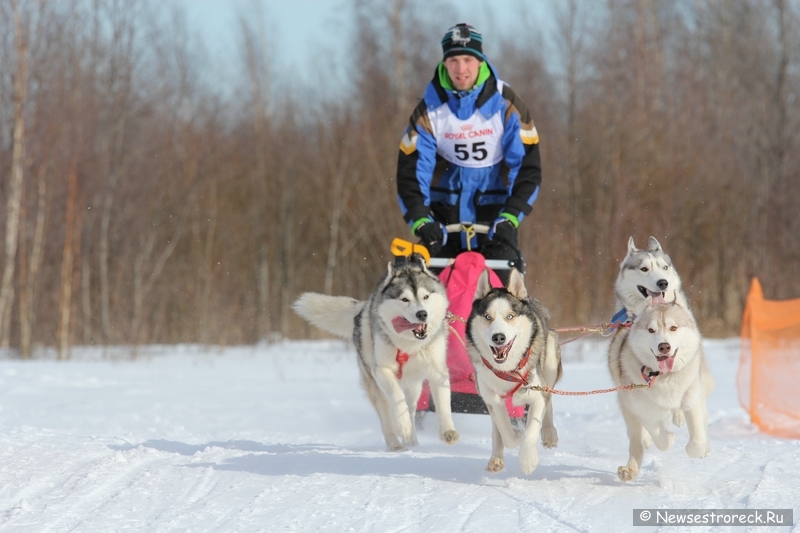 Праздник ездового спорта в Сестрорецке