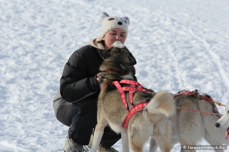 Праздник ездового спорта в Сестрорецке