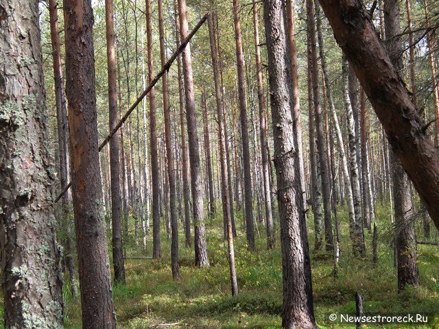 МЧС: потерявшийся в Курортном районе мужчина вышел из леса сам