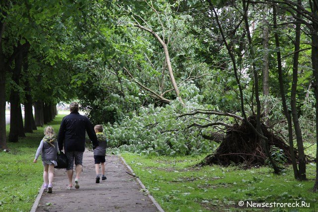 У дома 286 по Приморскому шоссе упало дерево