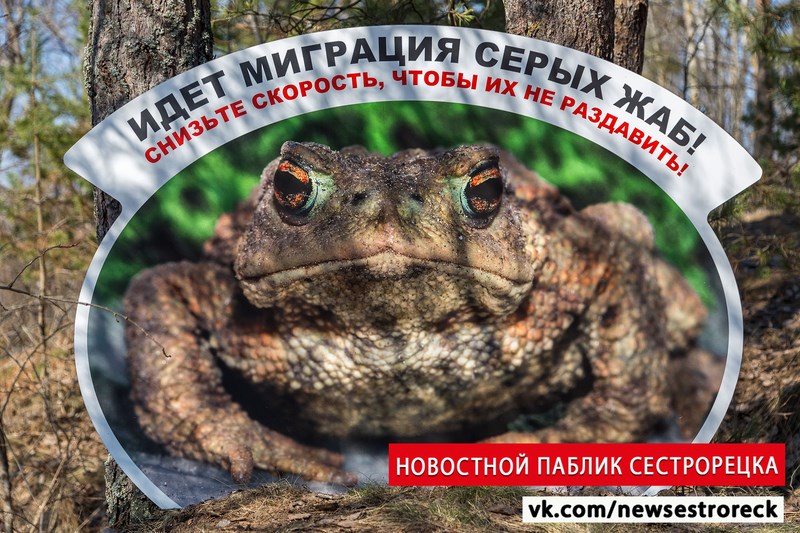 В заказнике «Сестрорецкое болото» готовятся к миграции серых жаб