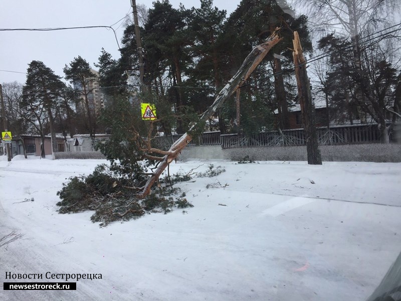 На ул. Коммунаров упала сосна