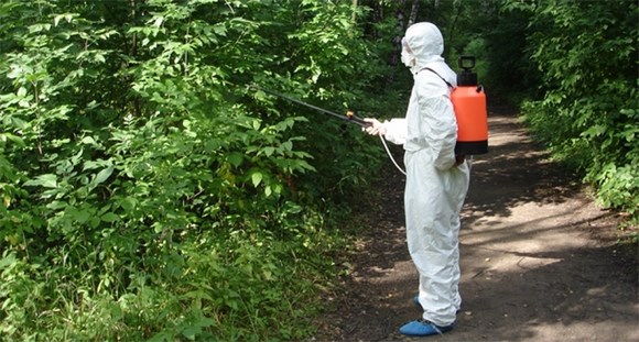 В Курортном районе обработали 30 га территорий против комаров